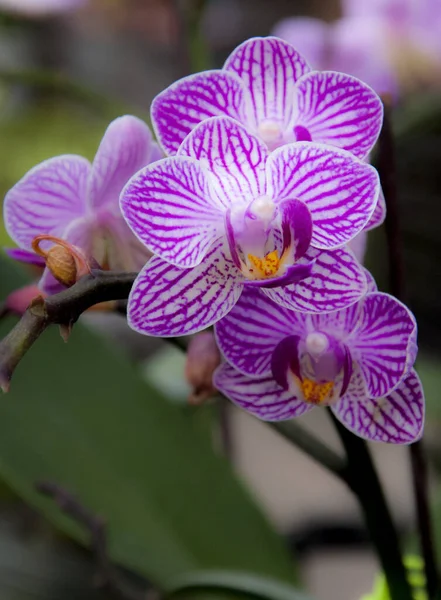 Селективный Фокус Выстрел Фиолетовый Phalenopsis Орхидеи — стоковое фото
