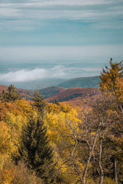 Uma Bela Vista Uma Floresta Colorida Com Árvores Diferentes — Fotografia de Stock