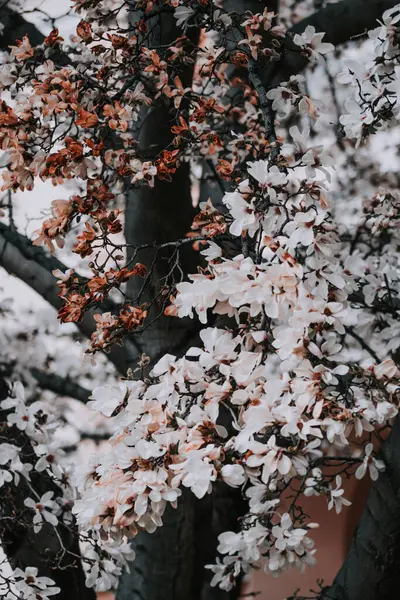 Ένα Όμορφο Δέντρο Την Άνοιξη Απαλά Λευκά Λουλούδια Ανθίζουν Στα — Φωτογραφία Αρχείου