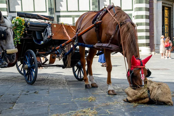 Florenz Italien Aug 2020 Pferd Einer Pferdekutsche Frisst Aus Einem — Stockfoto