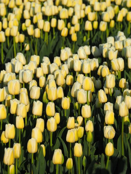 Pionowy Strzał Żółto Białych Tulipanów Jasnym Polu Wysokimi Liśćmi Wokół — Zdjęcie stockowe