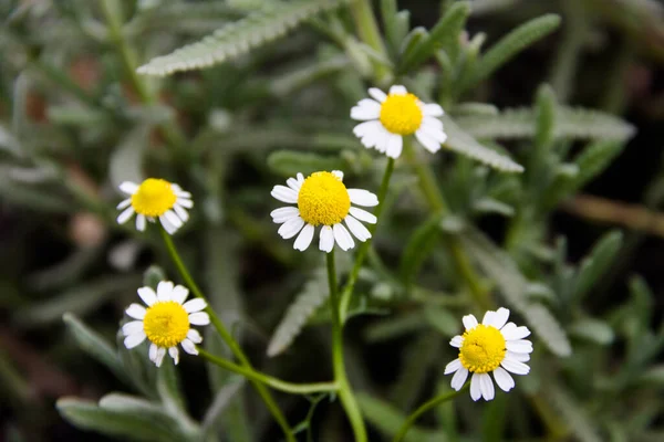 Virágok Gyógykamillanövények Ökológiai Kertben Tavasszal — Stock Fotó