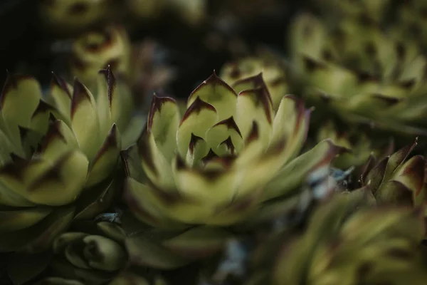 Closeup Succulent Plants Growing Pot Soil — Stock Photo, Image