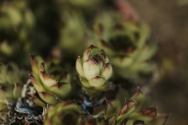 Enfoque Selectivo Una Planta Suculenta Creciendo Una Maceta Tierra Interior — Foto de Stock