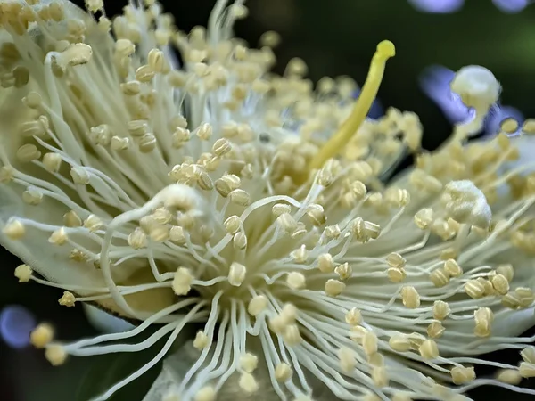 Close Shot Flor Goiaba — Fotografia de Stock