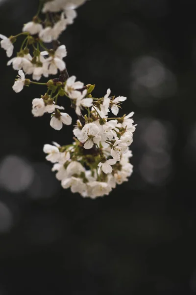 Plan Vertical Une Branche Sakura — Photo