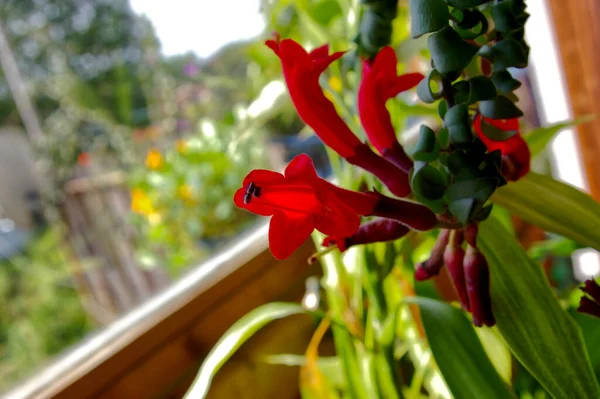 Tiro Close Uma Bela Fábrica Batom Com Flores Vermelhas Brilhantes — Fotografia de Stock