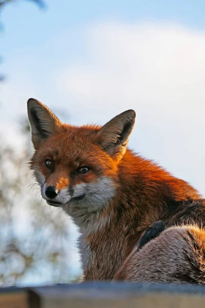 Ένα Ρηχό Πλάνο Εστίασης Μιας Όμορφης Ευρωπαϊκής Κόκκινης Αλεπούς Κοιτάζοντας — Φωτογραφία Αρχείου