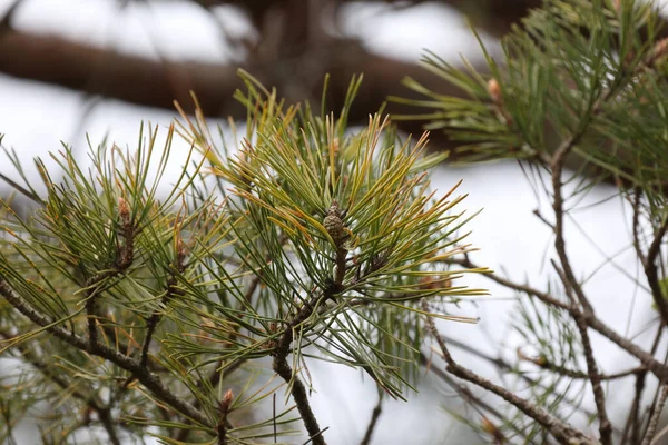 Shot Cones Green Needles European Pine — Stock Photo, Image