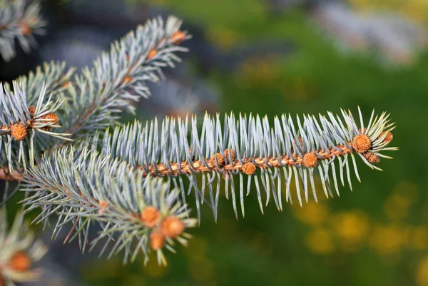 Abies Alba Ağaç Dalının Seçici Odak Noktası — Stok fotoğraf