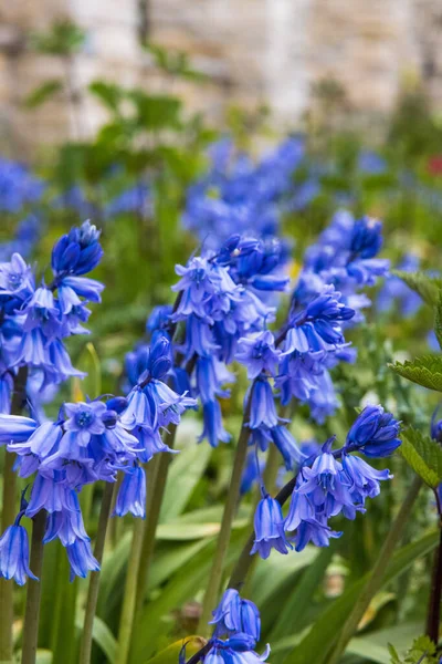 Lindas Flores Sino Azul Florescendo Jardim — Fotografia de Stock