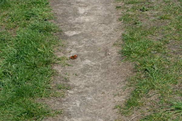 Ein Natürlicher Blick Auf Einen Schmetterling Auf Einem Feldweg — Stockfoto