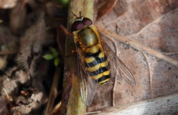 Macro Shot Cute Little Bee Branch Surrounded Dry Leaves Woods — Stock Photo, Image