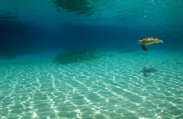 Żółw Pływający Pod Wodą Pod Światłami Rozmytym Tłem — Zdjęcie stockowe