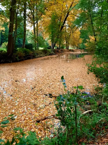 一条被秋天树叶覆盖的河流在森林中的垂直拍 — 图库照片