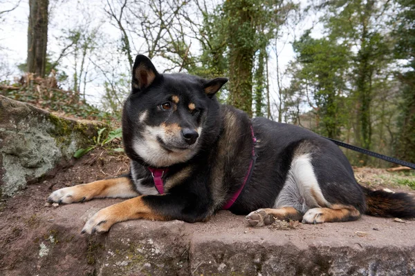 Närbild Svart Shiba Inu Ras Hund Vilar Marken Parken — Stockfoto