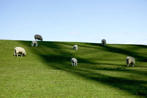 Beau Cliché Champ Herbe Fraîche Avec Pâturage Troupeau Moutons — Photo