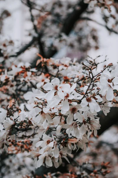 Eine Vertikale Nahaufnahme Von Schönen Weißen Frühlingsblumen Die Einem Wald — Stockfoto