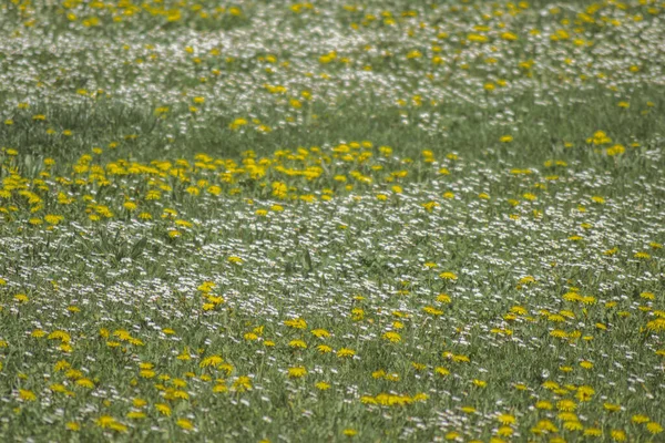 노란색 꽃들이 클로즈업 — 스톡 사진