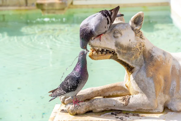 Zwei Tauben Eine Von Oben Eine Von Unten Trinken Einem — Stockfoto