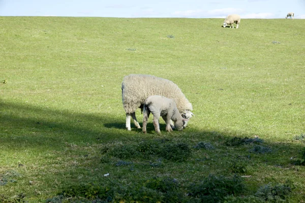 Een Lam Schaap Grazen Een Veld Een Zonnige Dag — Stockfoto