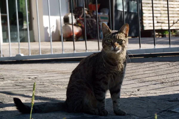 Selective Focus Shot Street Cat Green Eyes — Stock Photo, Image