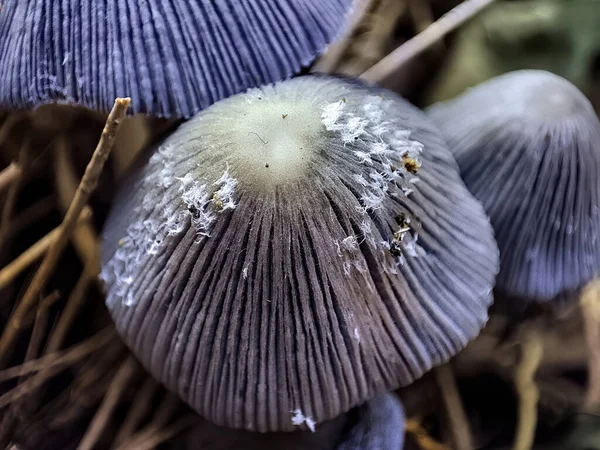 Eine Nahaufnahme Von Grauen Pilzen — Stockfoto
