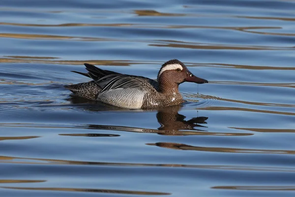 Tiro Pato Selvagem Nadando Lago — Fotografia de Stock