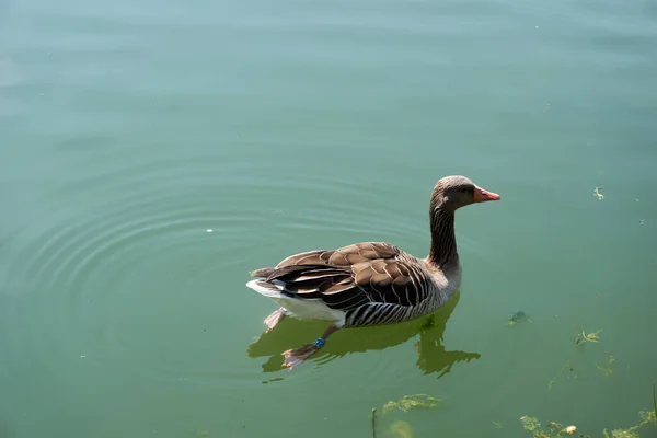 Gölde Yüzen Dişi Bir Yaban Ördeğinin Yan Görüntüsü — Stok fotoğraf