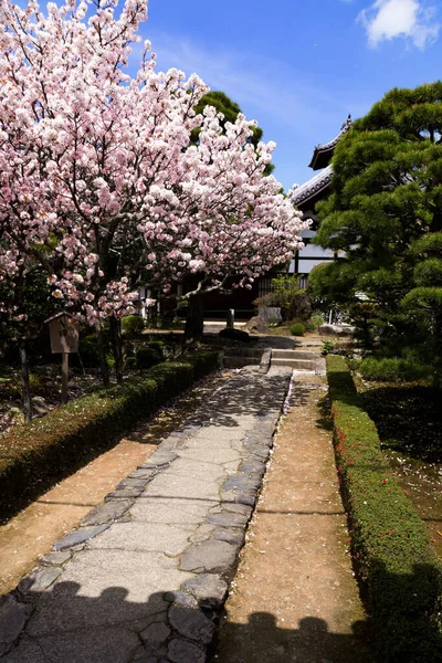 Selektivní Záběr Tradiční Japonské Zahrady Třešňovými Květy Stromy Jaře Vertikální — Stock fotografie