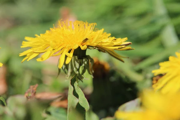 Güzel Sarı Bir Karahindiba Çiçeğinin Üzerinde Tozlaşan Bir Arının Yakın — Stok fotoğraf