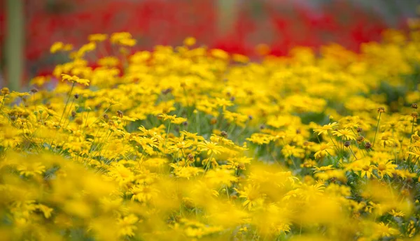 Closeup Shot Yellow Daisies Captured Genting Highland Kuala Lumpur Malaysia — Stock Photo, Image