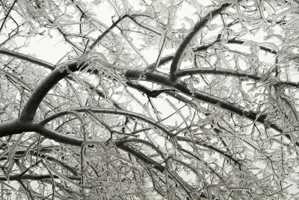 Zimní Bouři Missouri Zakryl Strom Záběr Větve — Stock fotografie