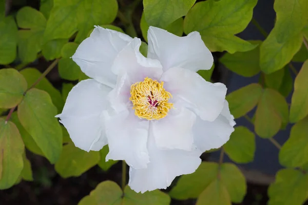 Eine Nahaufnahme Einer Weißen Pfingstrose Die Einem Garten Sonnenlicht Blüht — Stockfoto