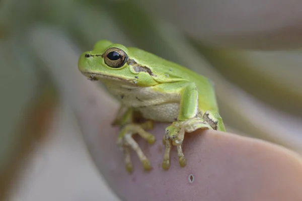 サボテンの葉に熱帯緑のカエル — ストック写真