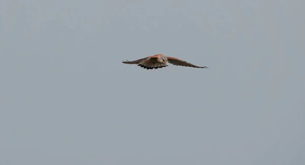 Krásný Kestrel Letící Bezmračné Šedé Obloze — Stock fotografie