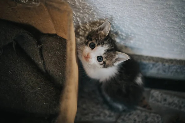 Een Schattig Klein Katje Dat Met Blauwe Ogen Camera Kijkt — Stockfoto