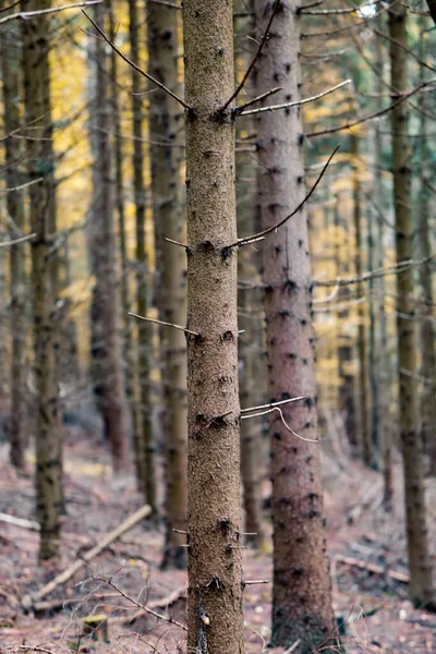 Вертикальний Знімок Високих Голих Дерев Лісі — стокове фото