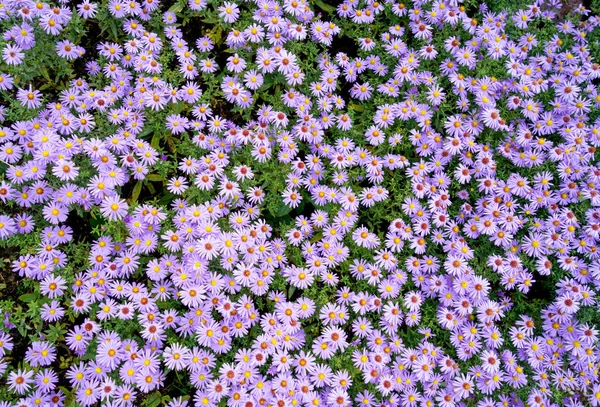 Shot Small Purple Flowers — Zdjęcie stockowe