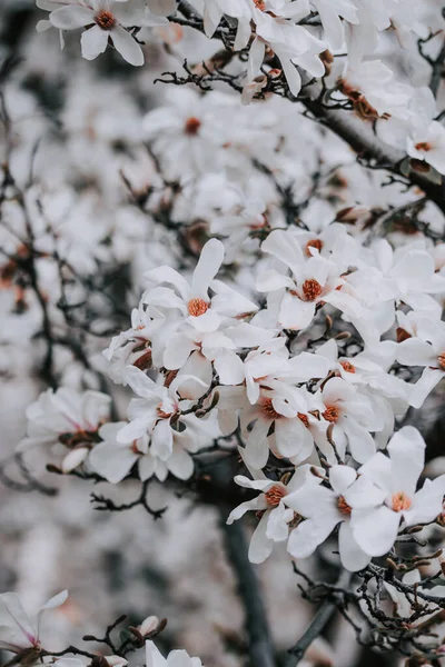 Eine Vertikale Aufnahme Eines Baumes Voller Lebendiger Weißer Frühlingsbäume Auf — Stockfoto