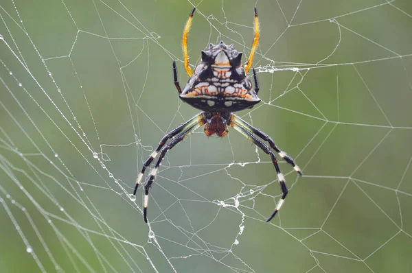 蜘蛛躺在蜘蛛网上等待猎物 来自南美洲的Fauna 哥伦比亚 — 图库照片