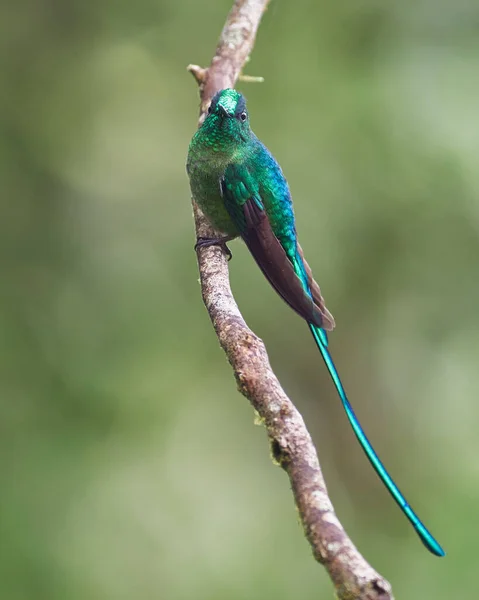 Grüner Langschwanzkolibri Hockt Auf Einem Senkrechten Ast — Stockfoto