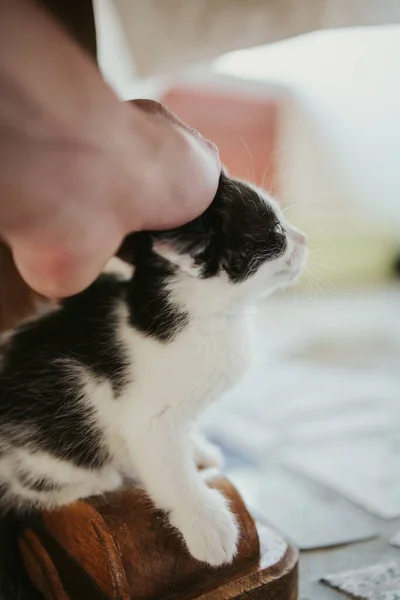 Vertical Shot Scared Little Black White Cat Being Petted Owner — Stock Photo, Image