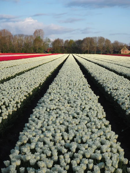 Een Verticaal Shot Van Lijnen Van Witte Rozen Een Helder — Stockfoto