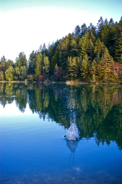 Vertical Shot Lush Green Pine Trees Reflected Mirror Forggensee Lake — Stock Photo, Image