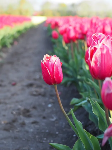 Eine Nahaufnahme Einer Schönen Roten Tulpe Auf Einem Feld Mit — Stockfoto