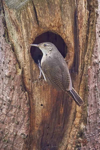 乾いた木の中に鳥が巣に入った コロンビアの山での鳥 — ストック写真