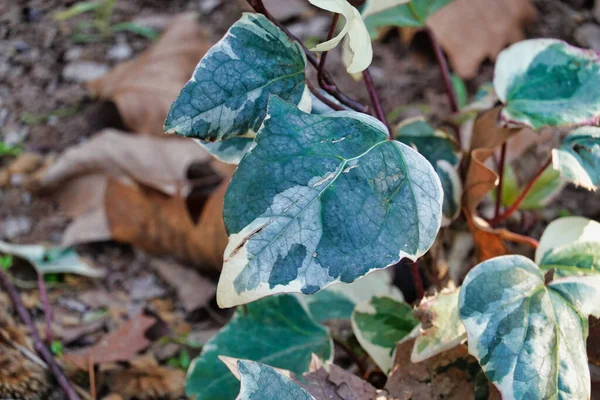 Primo Piano Una Foglia Verde — Foto Stock