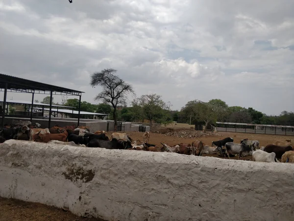 Ett Landskap Flock Kor Gård Fält Molnig Himmel Rajasthan Indien — Stockfoto