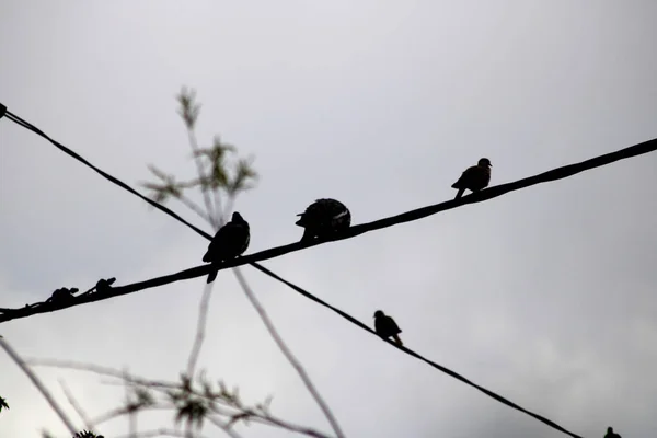 Eine Silhouettenaufnahme Von Sperlingen Die Auf Kabeldrähten Unter Einem Düsteren — Stockfoto